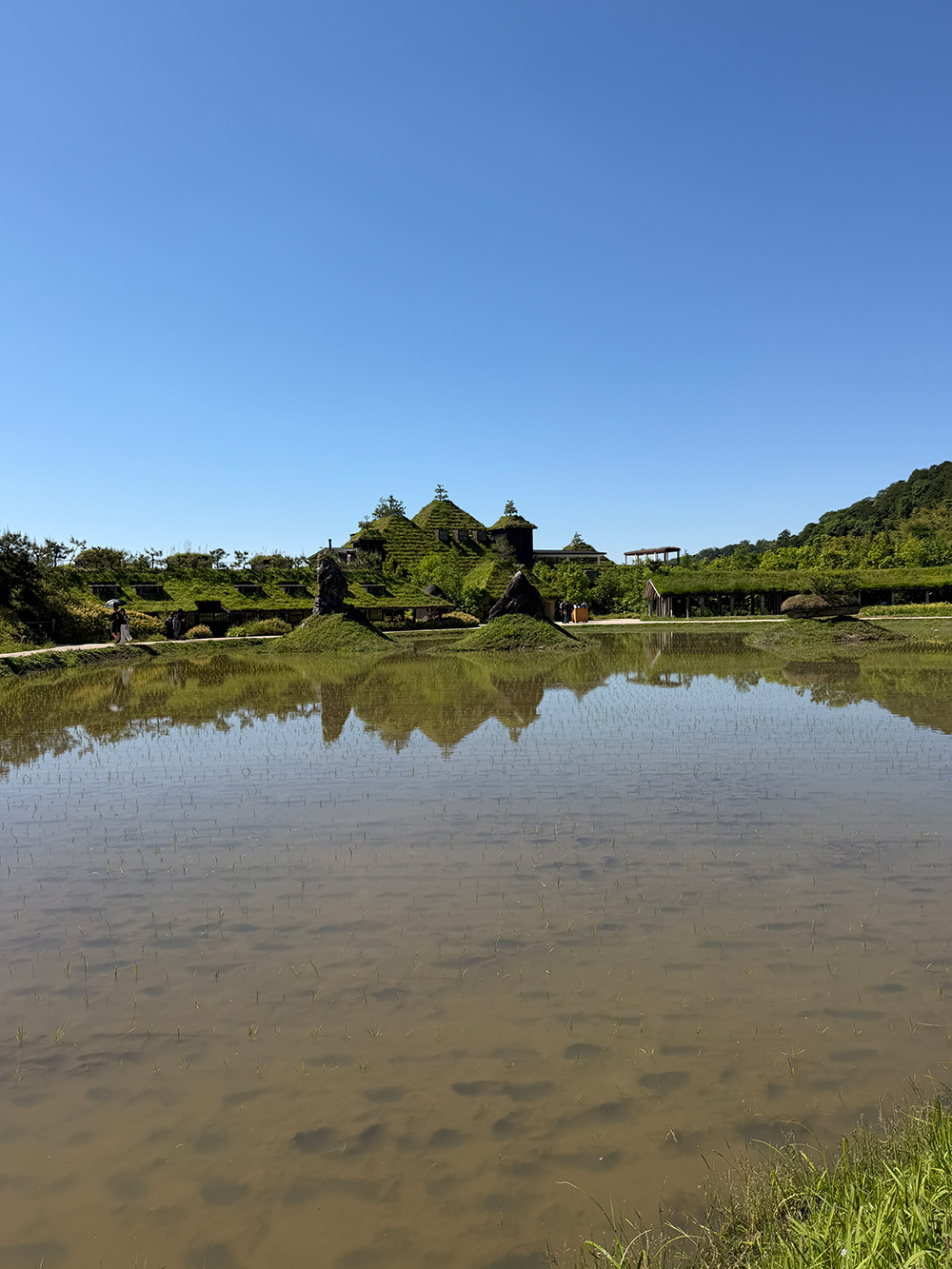 田んぼ