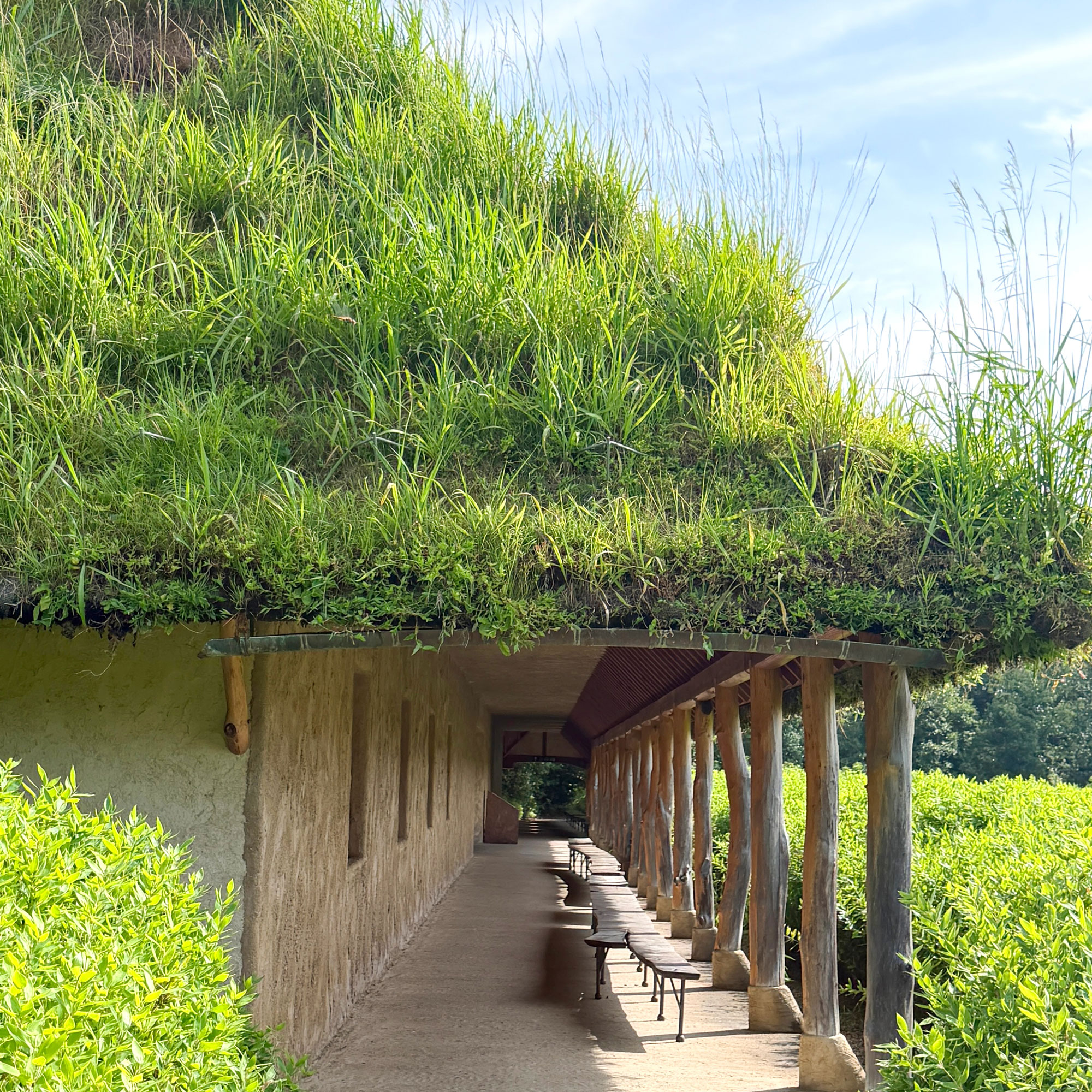 草屋根