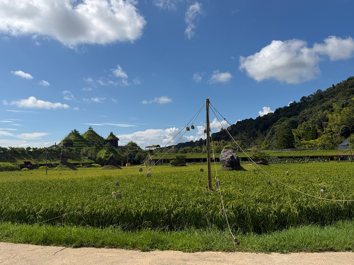 田んぼ