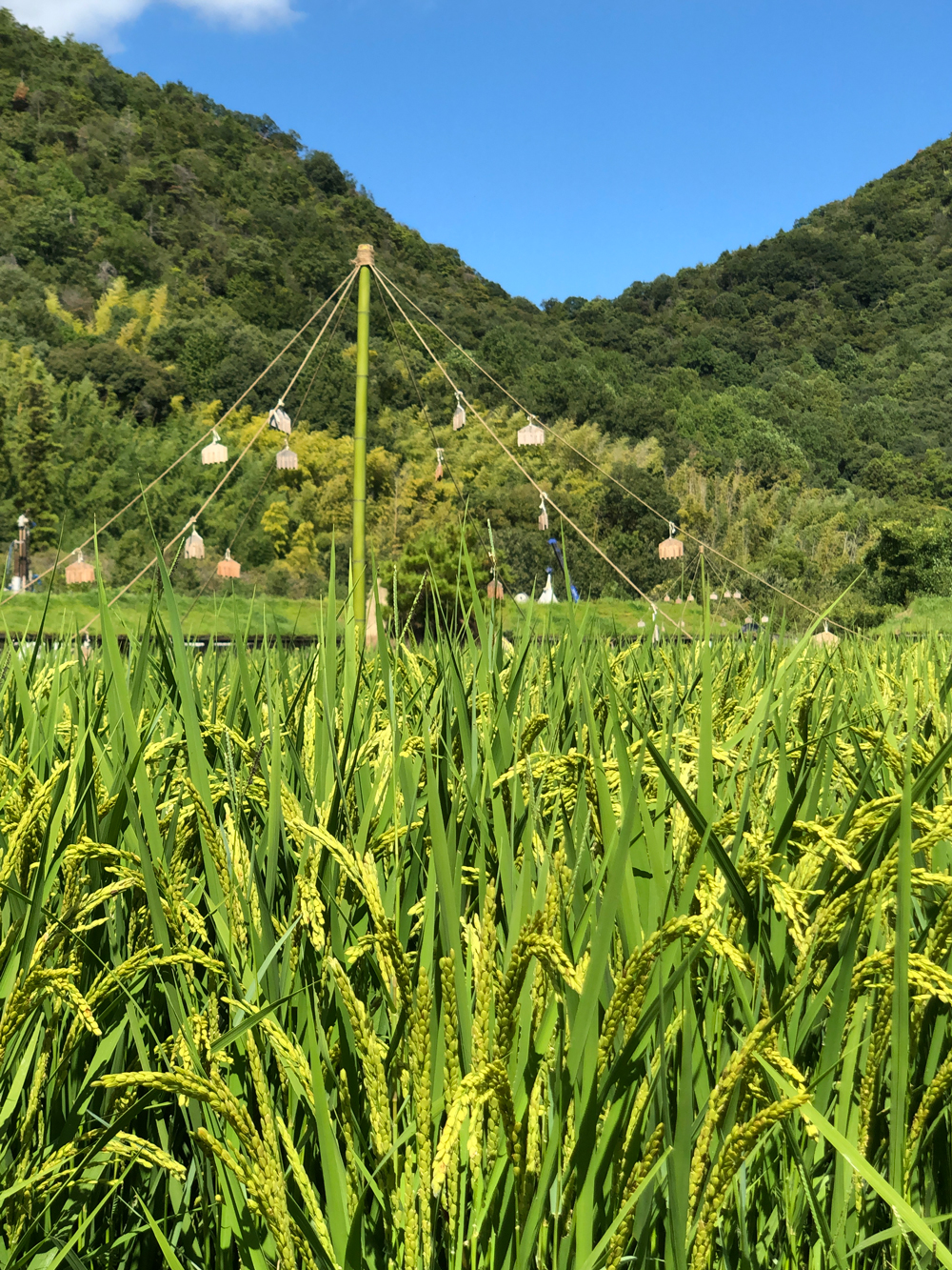 田んぼ