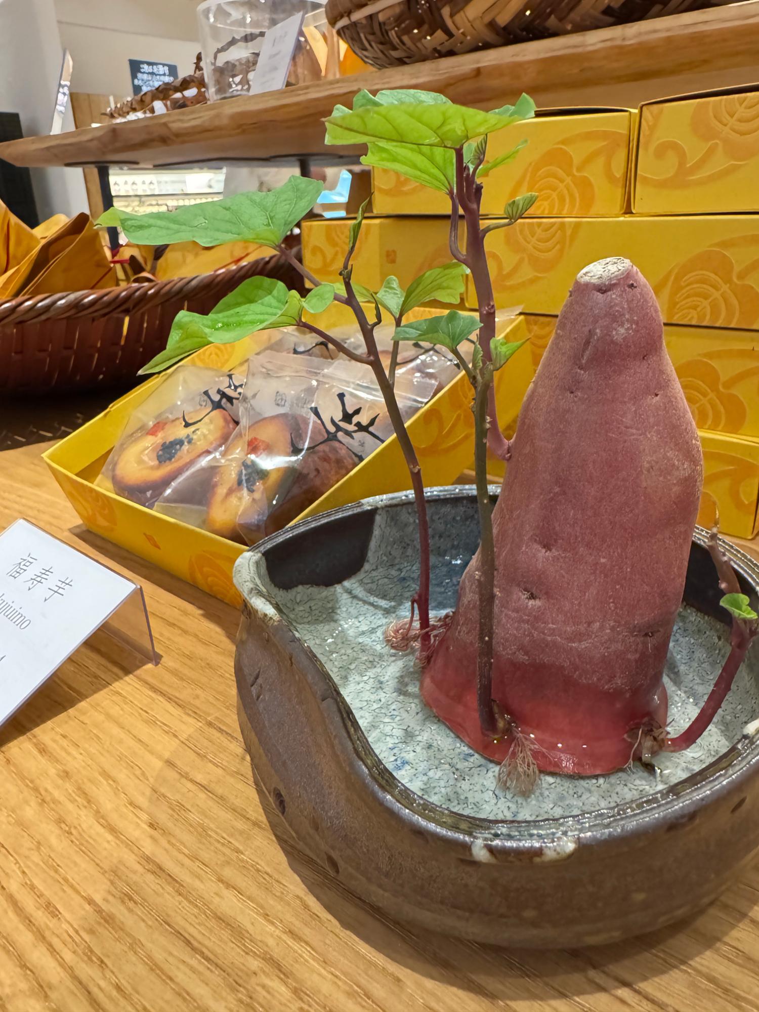 メインショップ