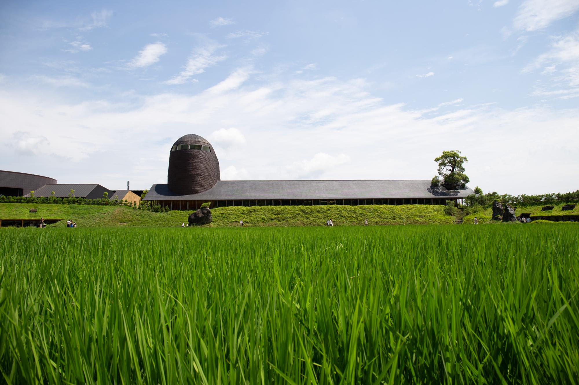 田んぼ