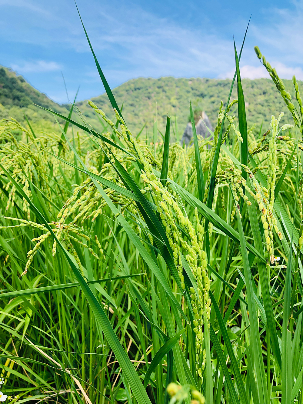 田んぼ