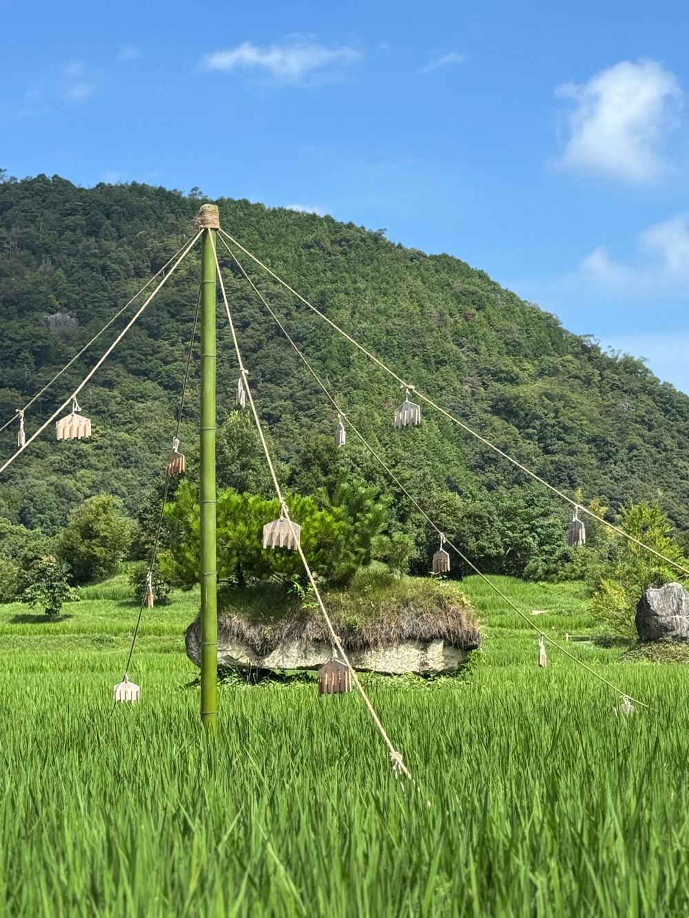 田んぼ