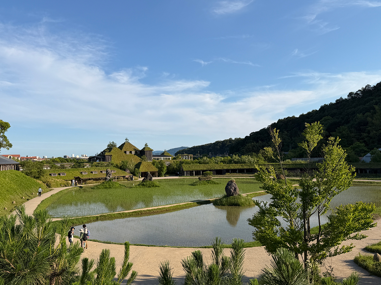 田んぼ