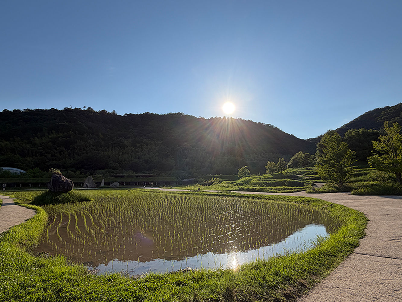 田んぼ